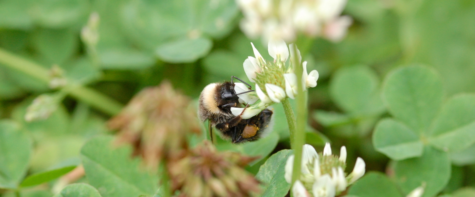 Hummel