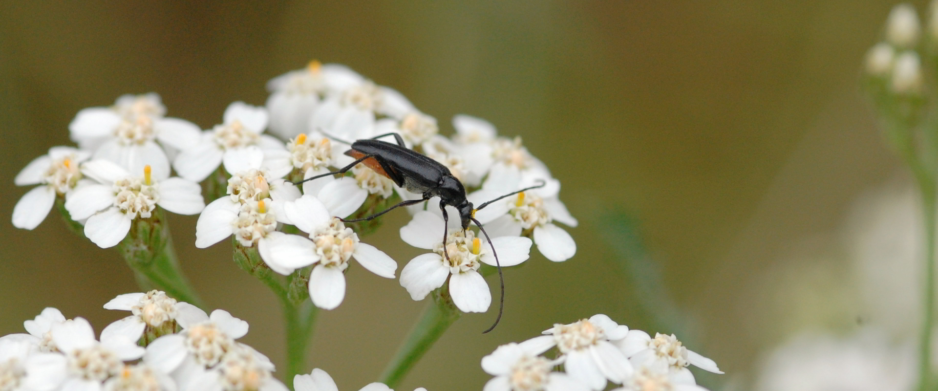 Stenurella nigra
