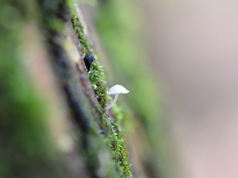 Ein paar Spätherbst-Pilze