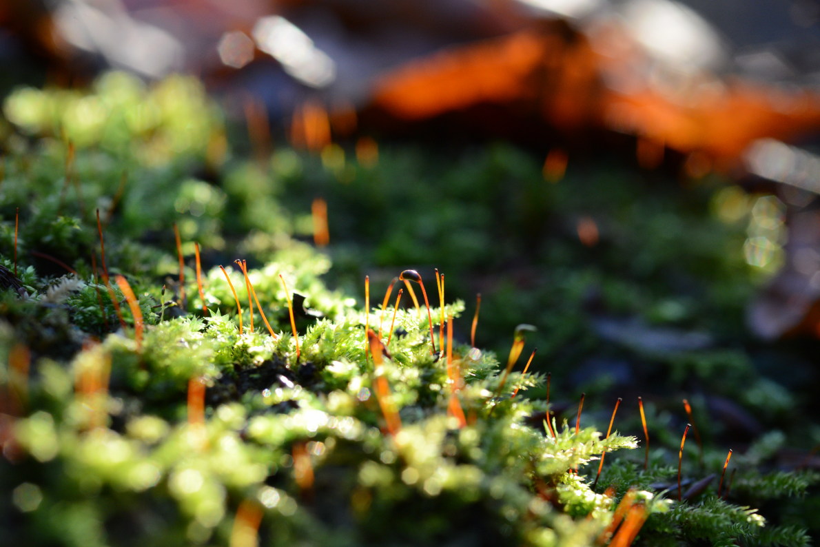 Krücken-Kurzbüchsenmoos