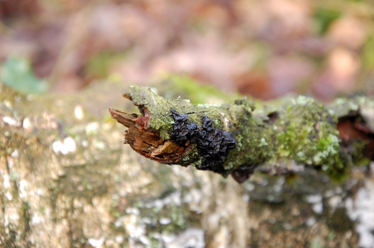 Schwarzdrüsling