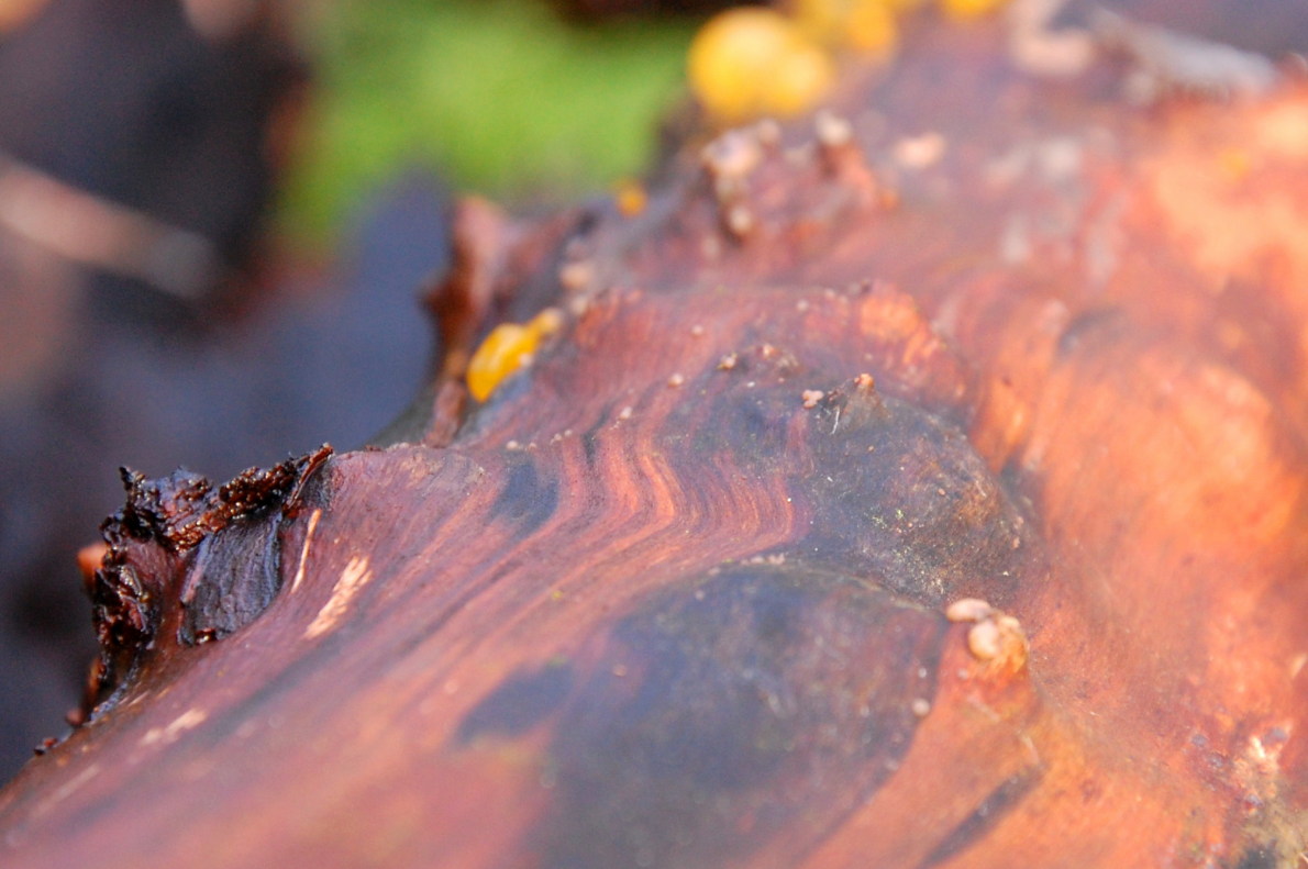 rotes_Holz