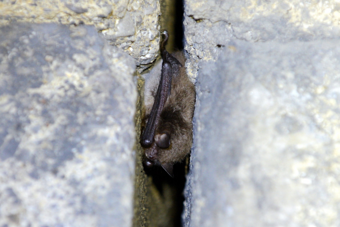 Wasserfledermaus