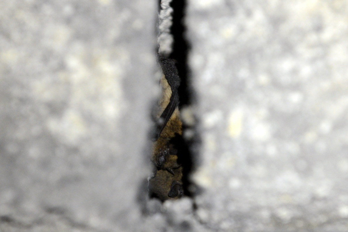 Zwergfledermaus
