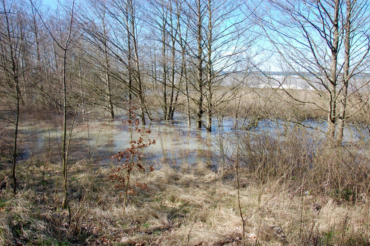 Düne bei Noer