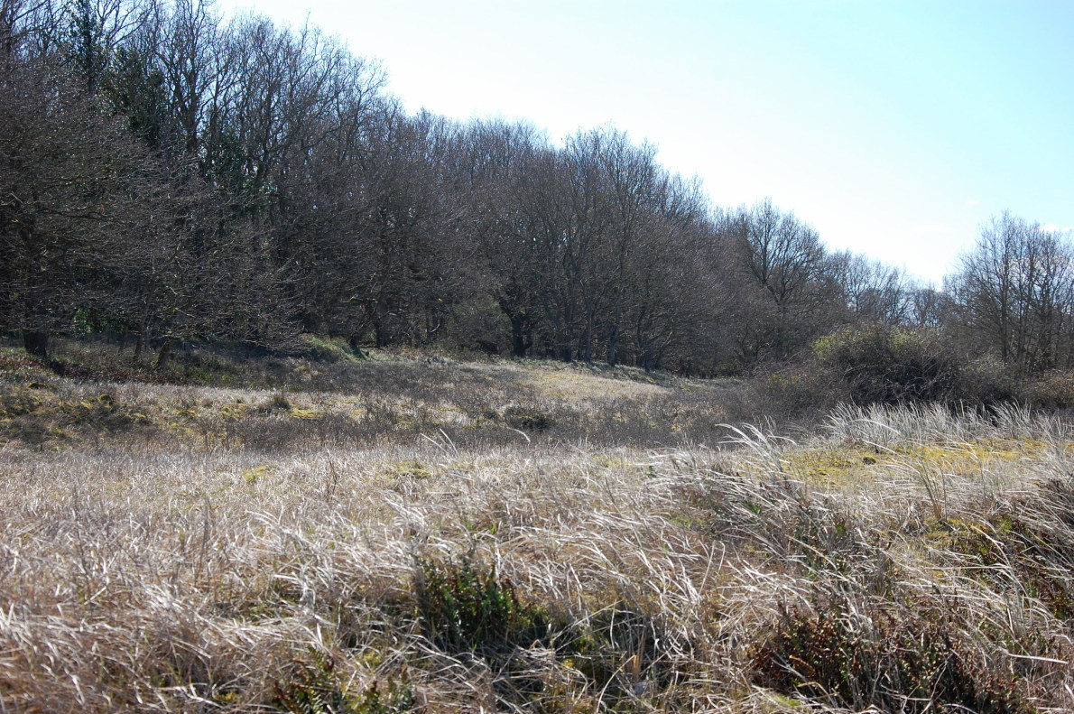 Düne bei Noer