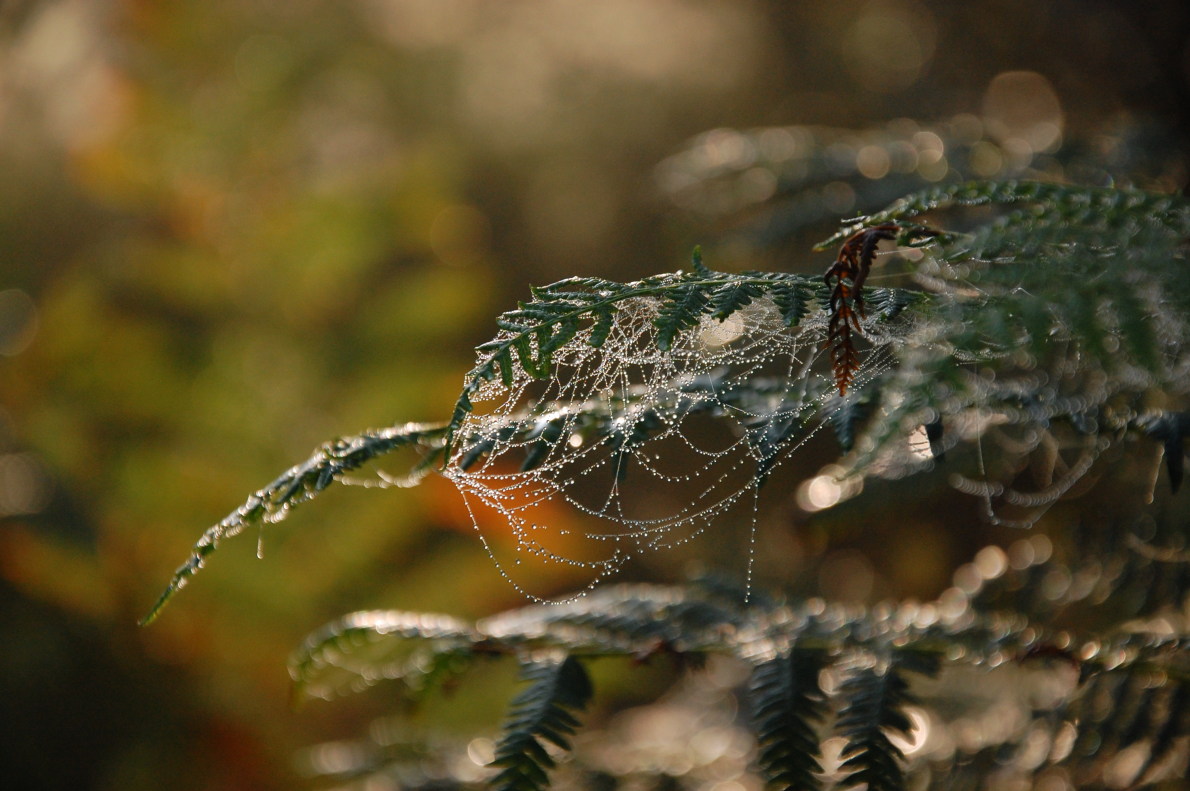 Herbststimmung