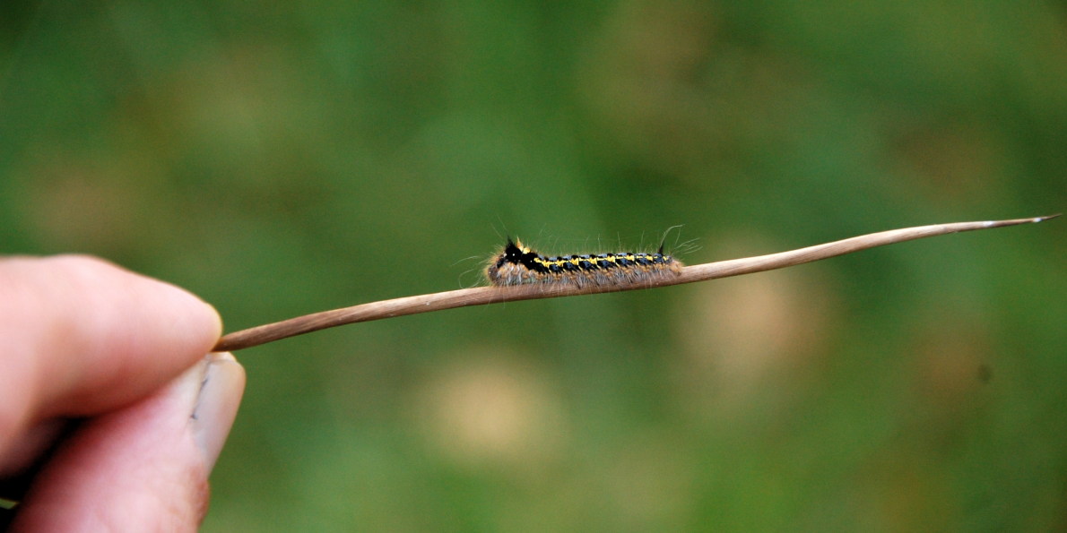 Grasglucke