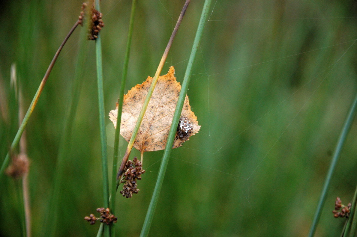 Kreuzspinne und Birke