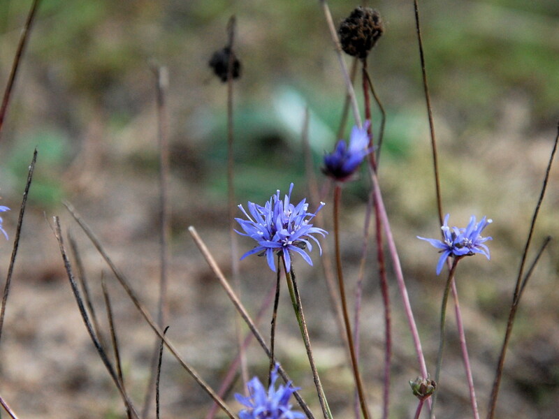 Die Blumen unserer Kindheit