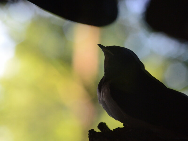 Der Vogel des Jahres - die Rauchschwalbe?