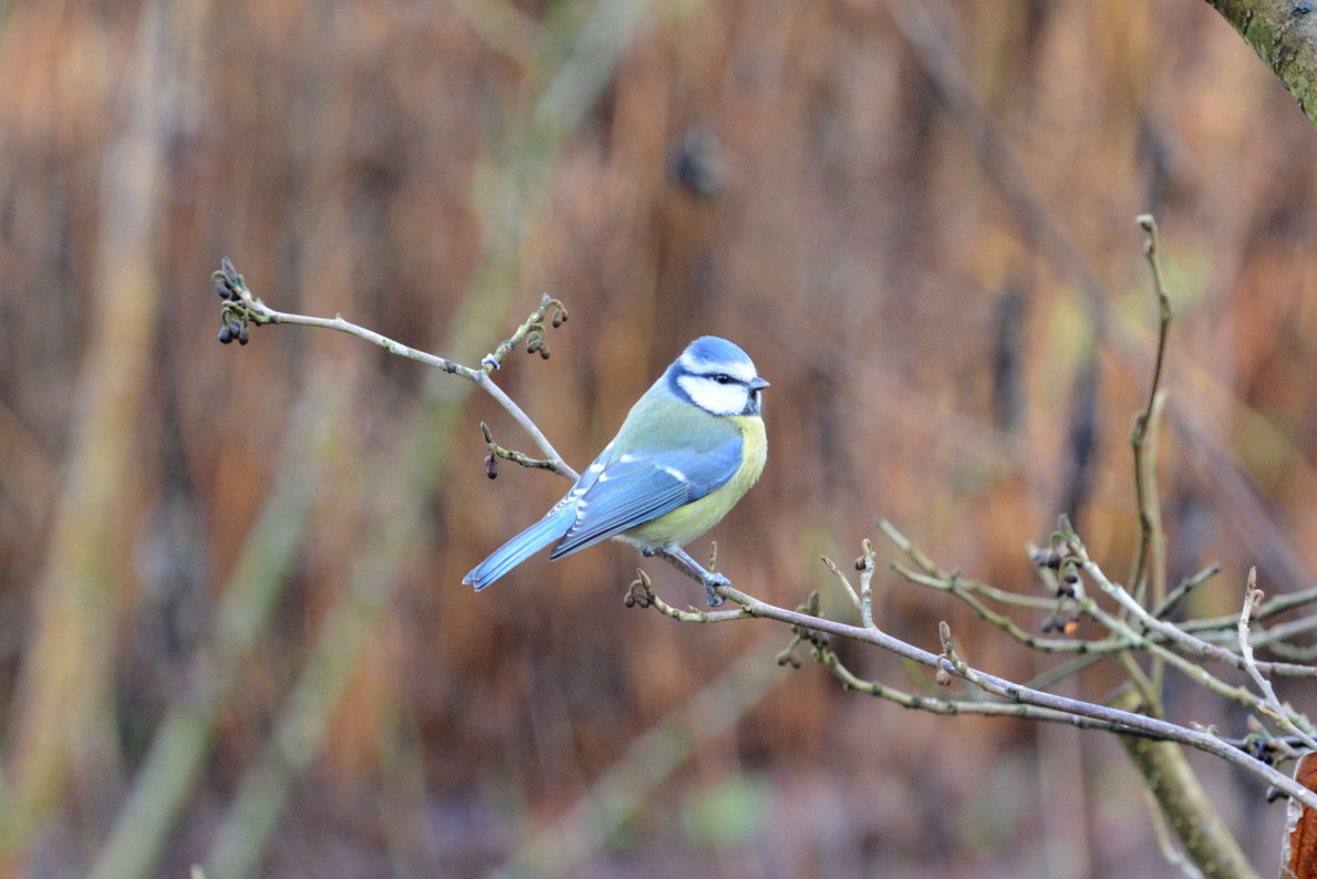 Blaumeisi