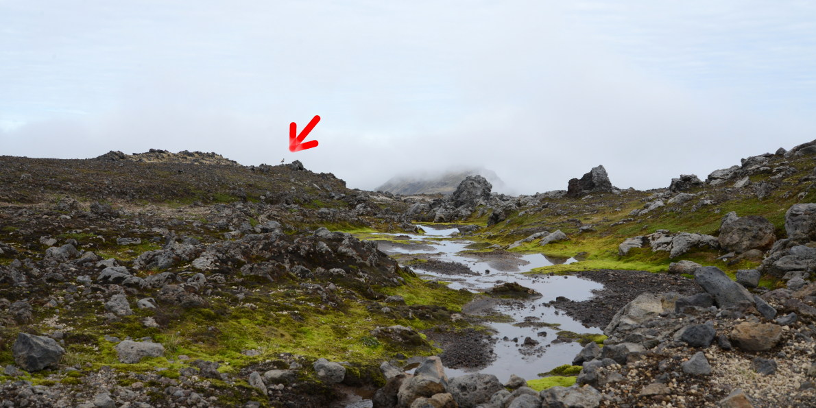 Goldregenpfeifer_Island