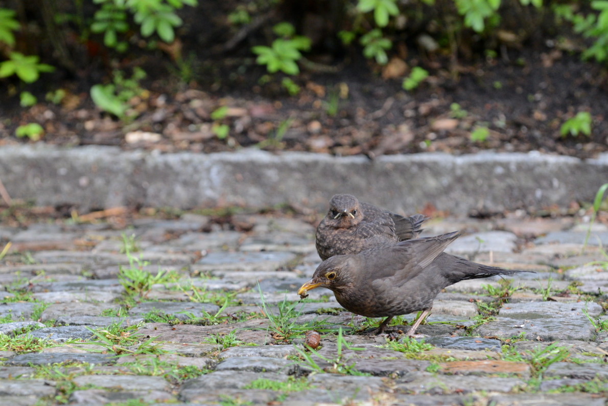 Amsel
