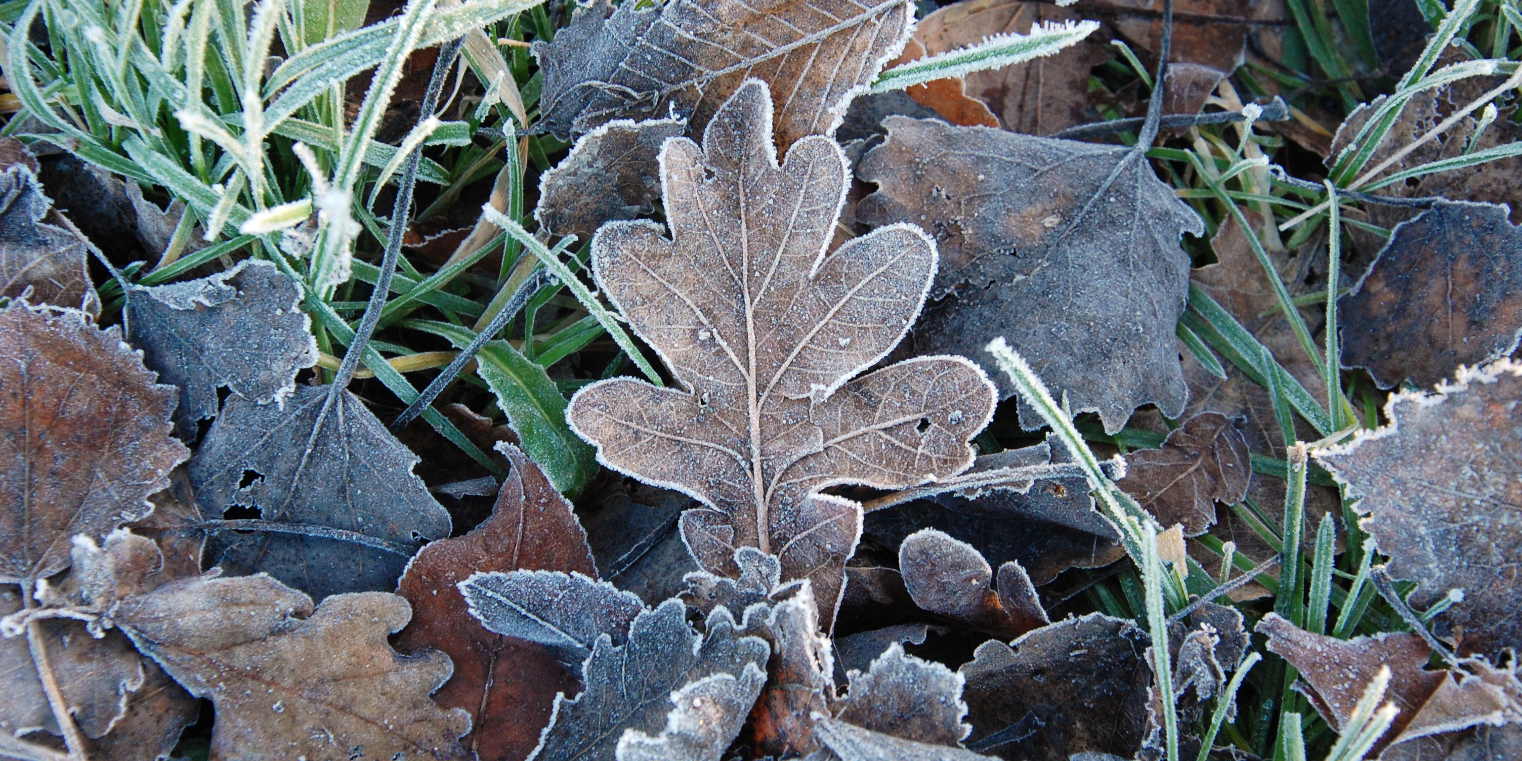 Eichenblatt_im_Frost