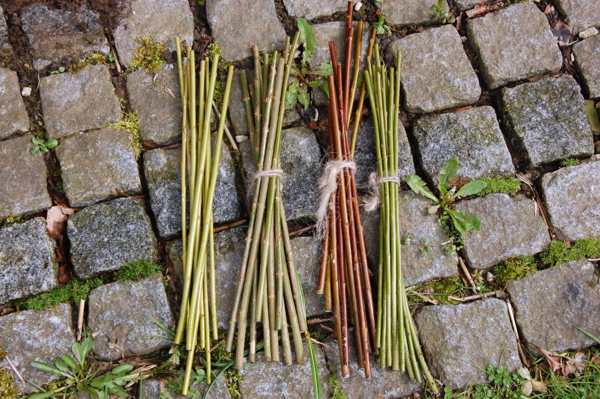 Flechtweiden-Stecklinge