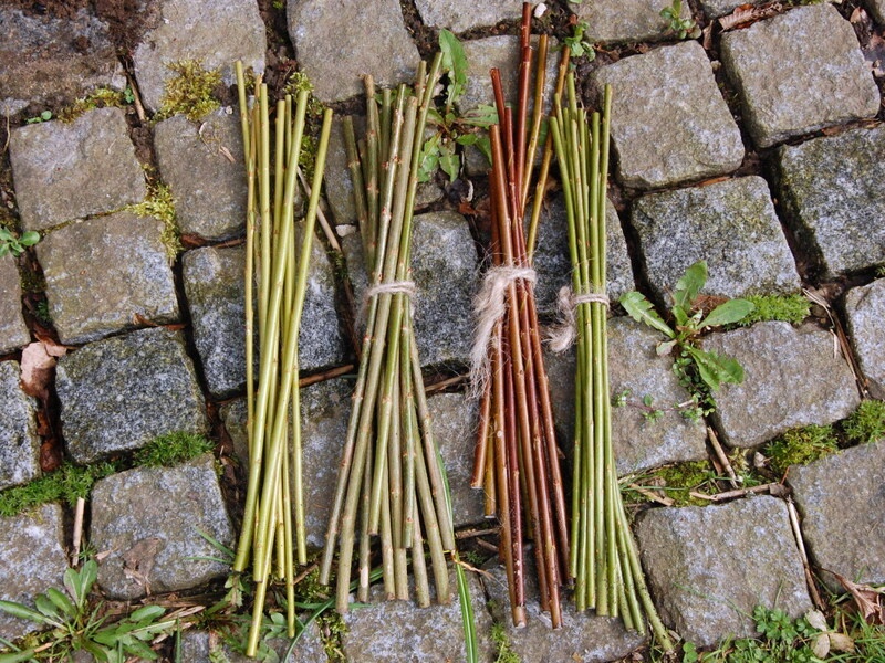 Flechtweiden im Garten