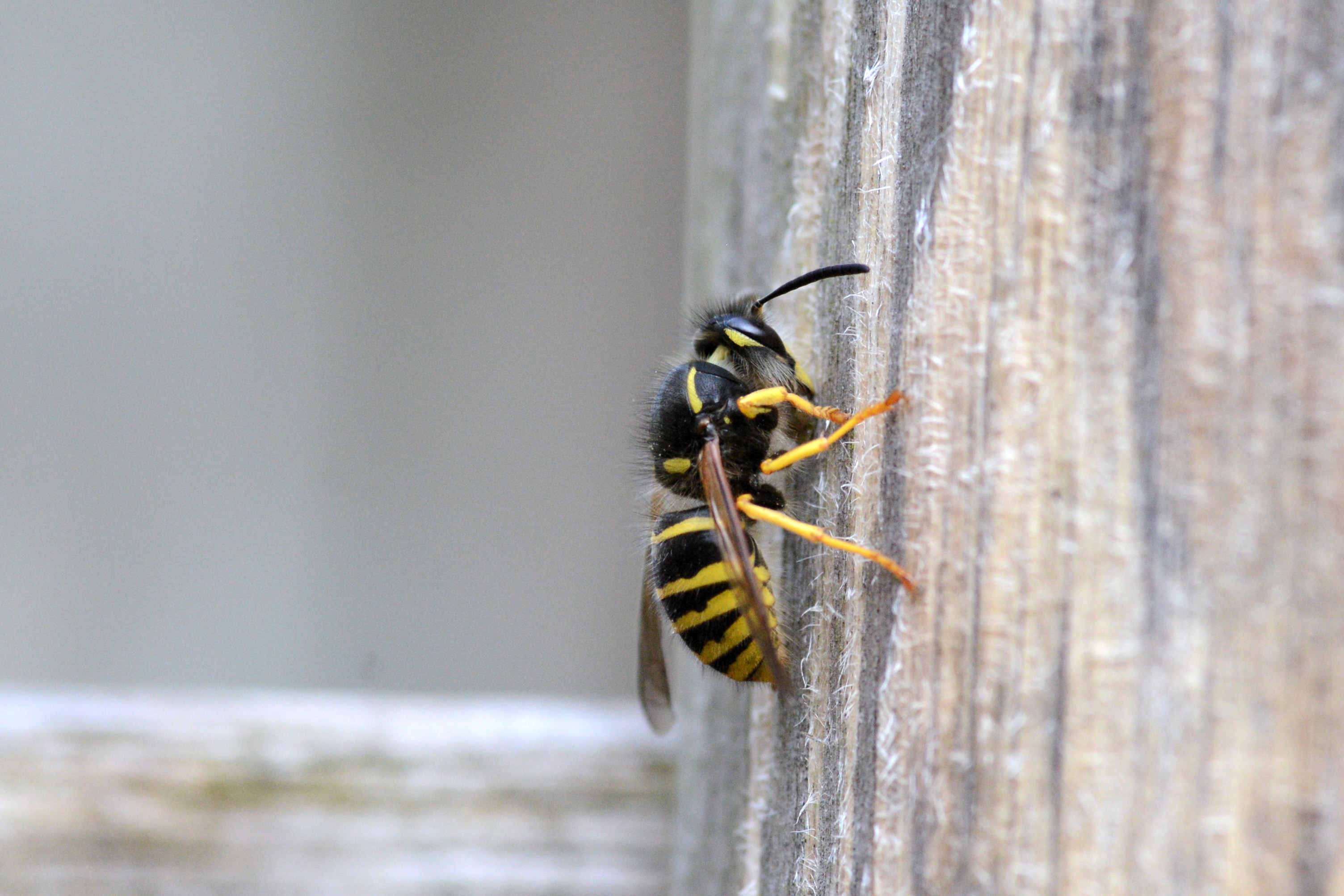 Dolichovespula_saxonica