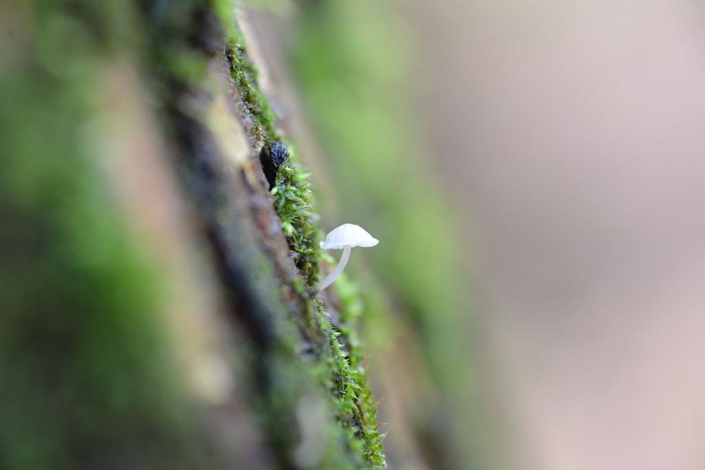 Marasmius?