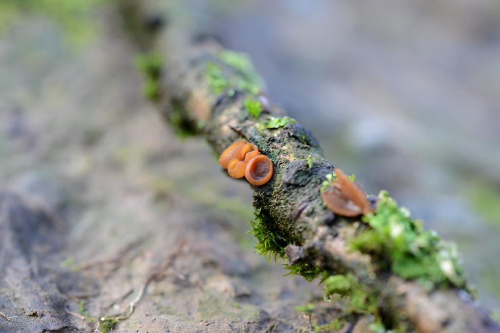 Rutstroemia
