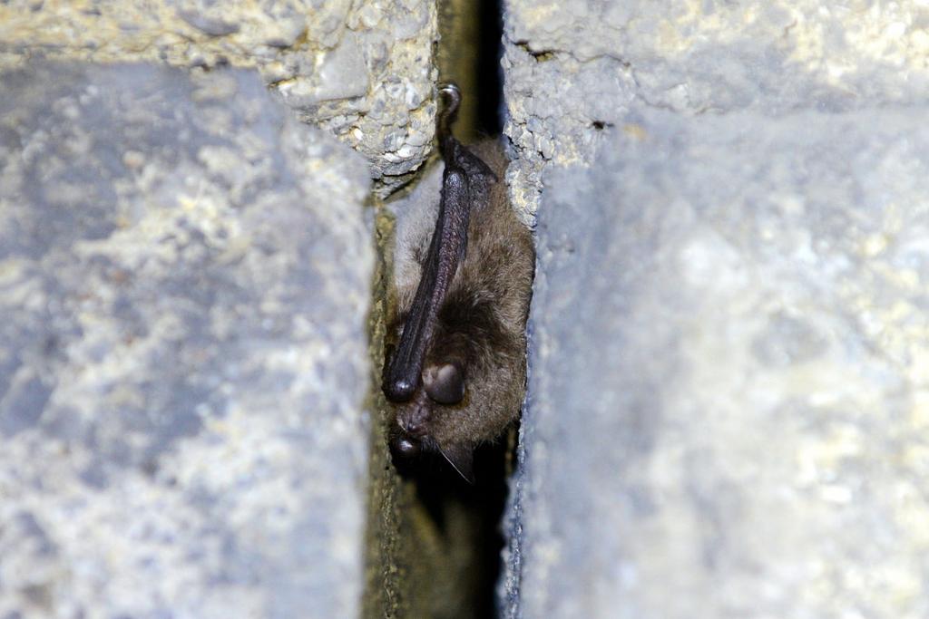 Wasserfledermaus