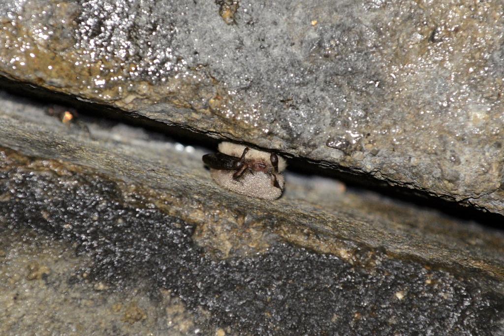 Bartfledermaus