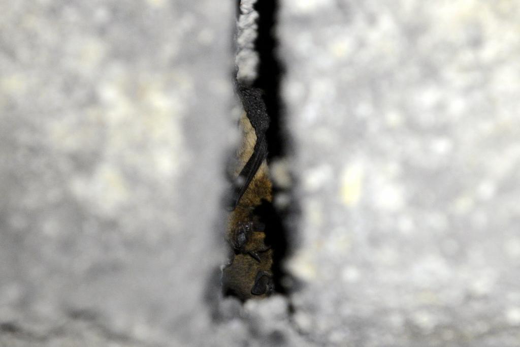 Zwergfledermaus
