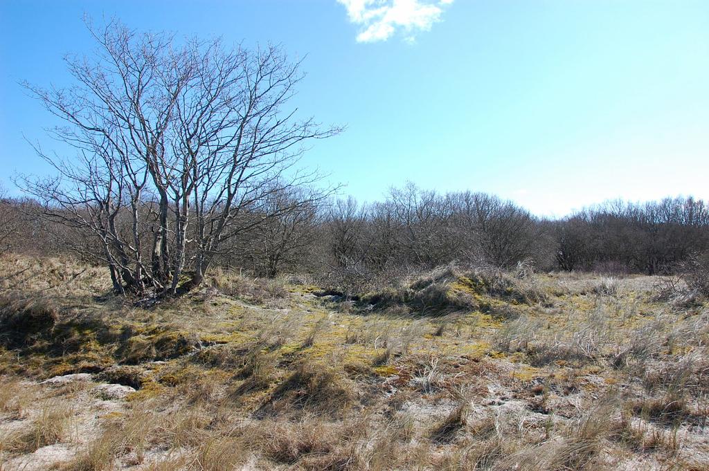 Düne bei Noer