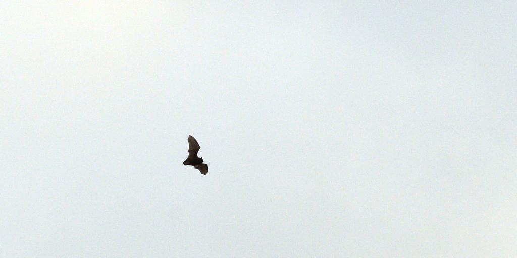 Frühe_Fledermaus