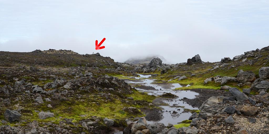 Goldregenpfeifer_Island