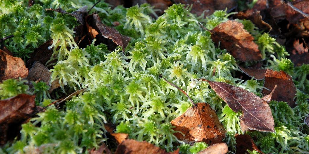 Sphagnum