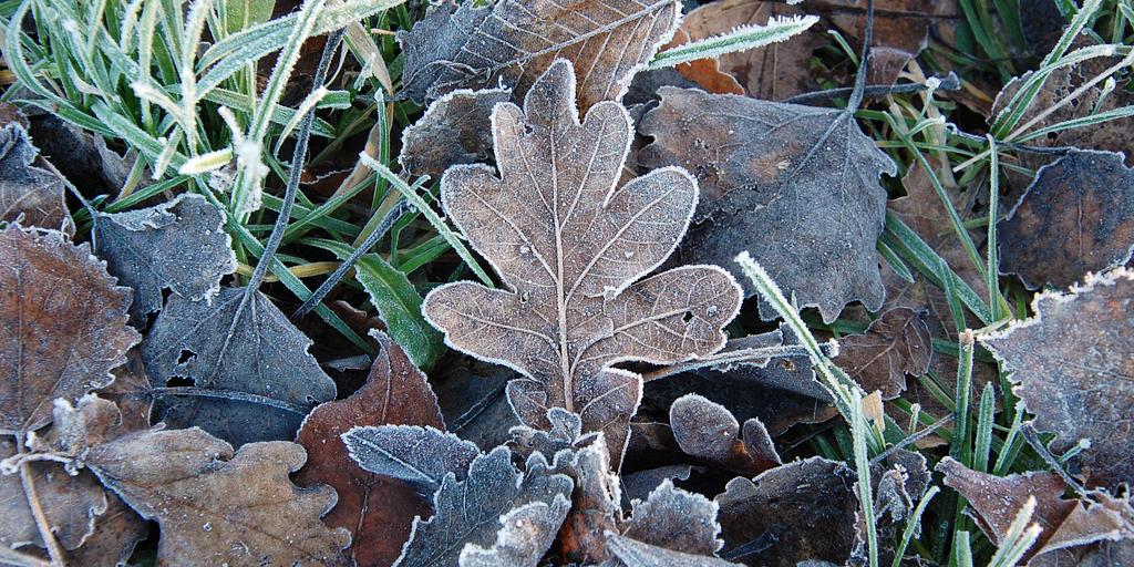 Eichenblatt_im_Frost