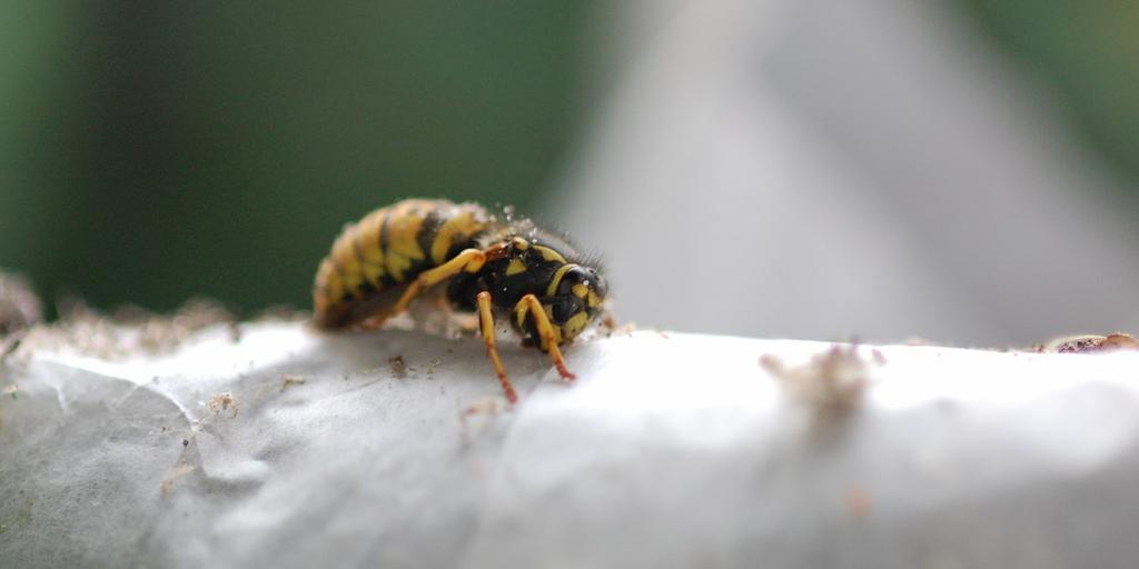 Vespula germanica