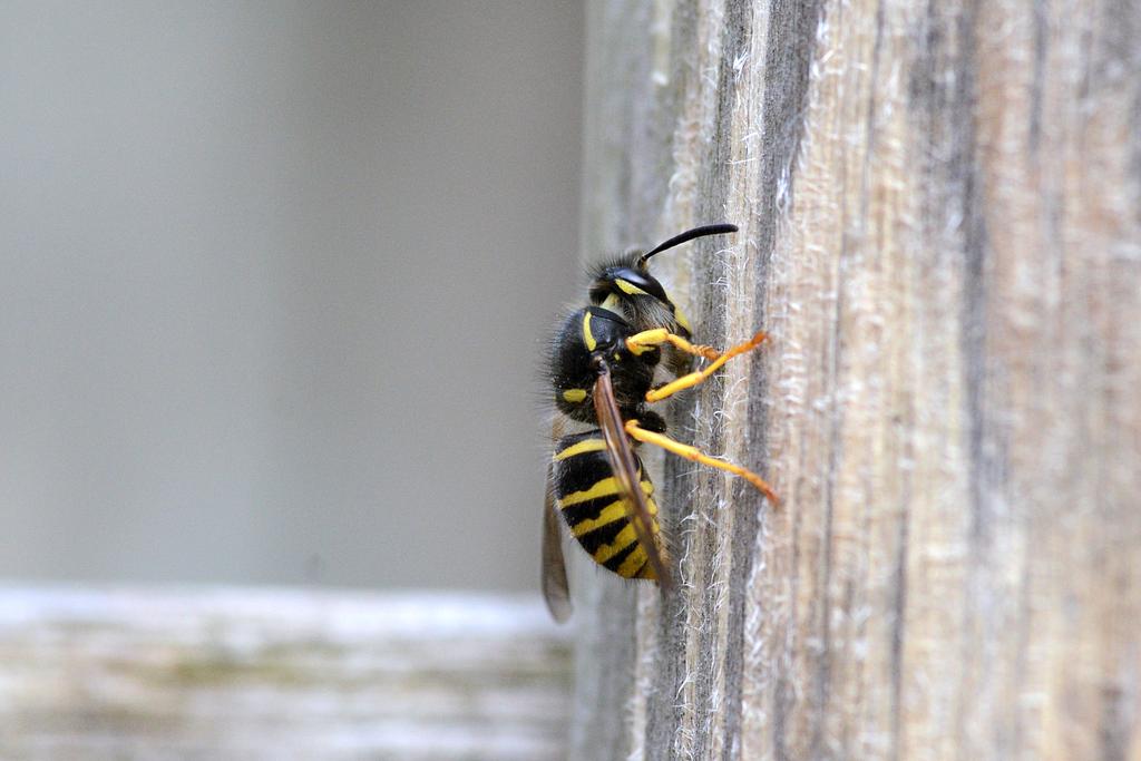 Dolichovespula_saxonica