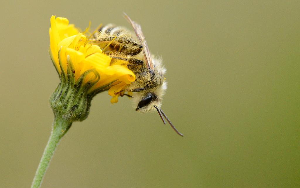 Dieses Hosenbienen-Männchen ruhte sich für einen Moment auf der Blüte aus.