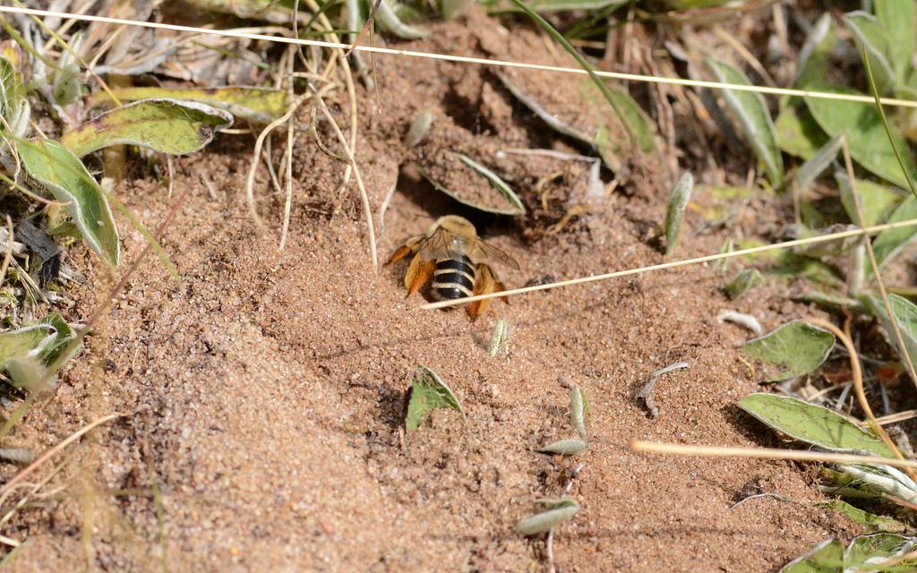 Hosenbienen lieben offenen Sandboden, in dem sie ihre Nester anlegen können.