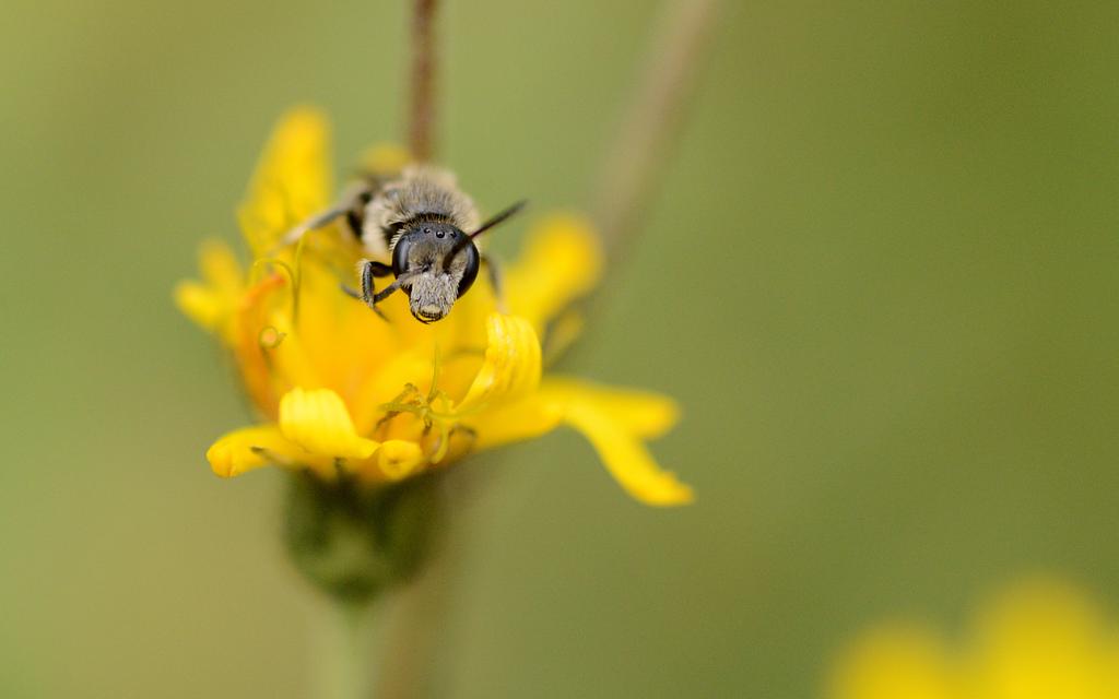 Dieses Schmalbienen-Männchen ruht sich auf der Blüte aus und putzt seine Antennen.