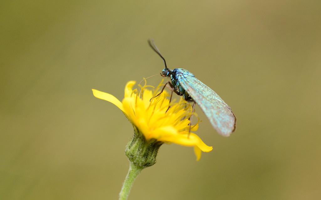 Ein Grünwidderchen stochert mit seinem Saugrüssel in den naktarreichen Röhrenblüten.