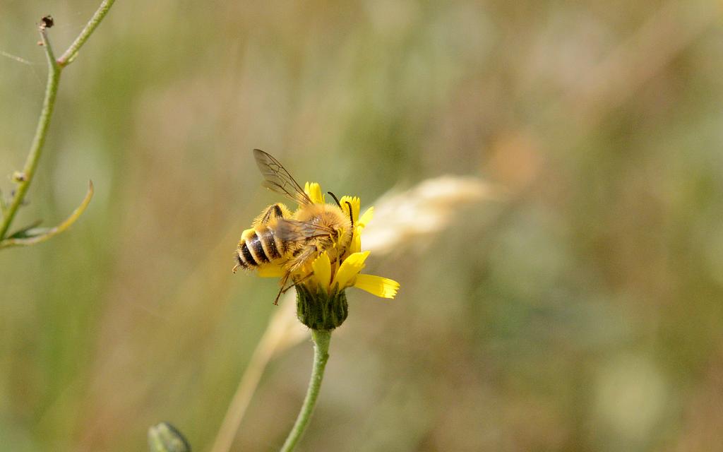 Männliche Hosenbienen haben haarigere, aber ebenfalls schöne Abdomen.