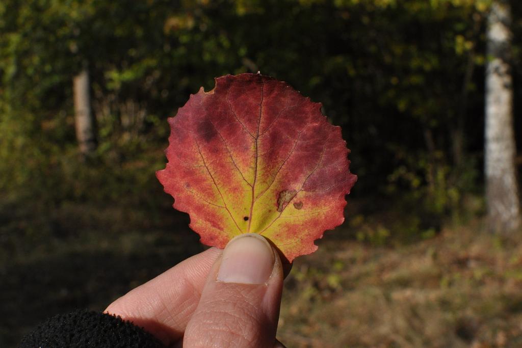 Dieses Espenblatt erstrahlt in leuchtenden Herbstfarben.