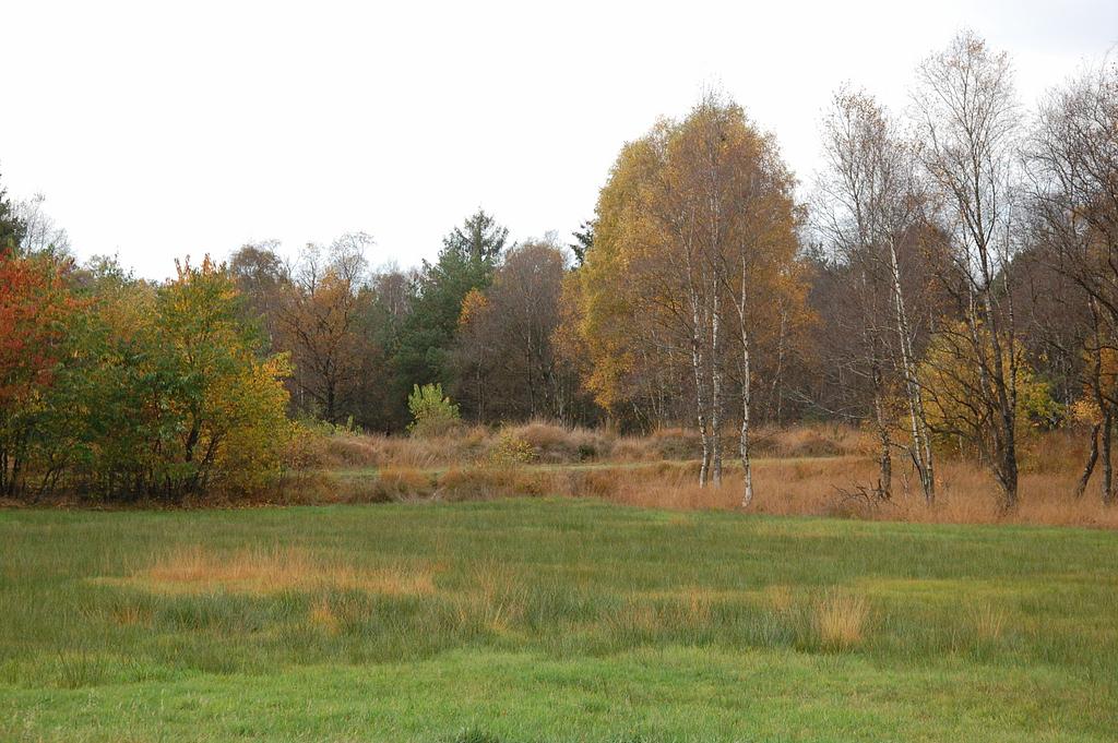 Das Moor bei Luhnstedt im Herbst.